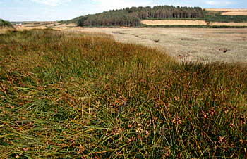 Saltmarsh habitat